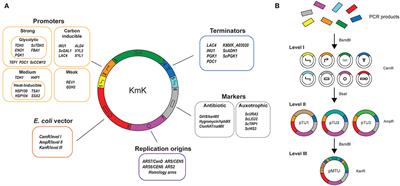 Biological Parts for Kluyveromyces marxianus Synthetic Biology